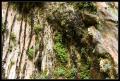 CRW_8888 Weeping rock streaks